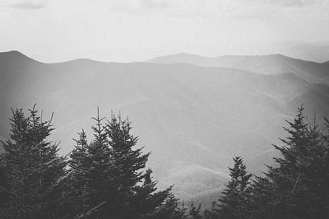 trees, forest, nature, mountains, contrast, black and white HD wallpaper