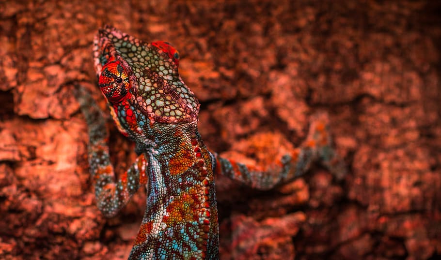 pattern, texture, animal, abstract, biology, blur, chameleon, HD wallpaper