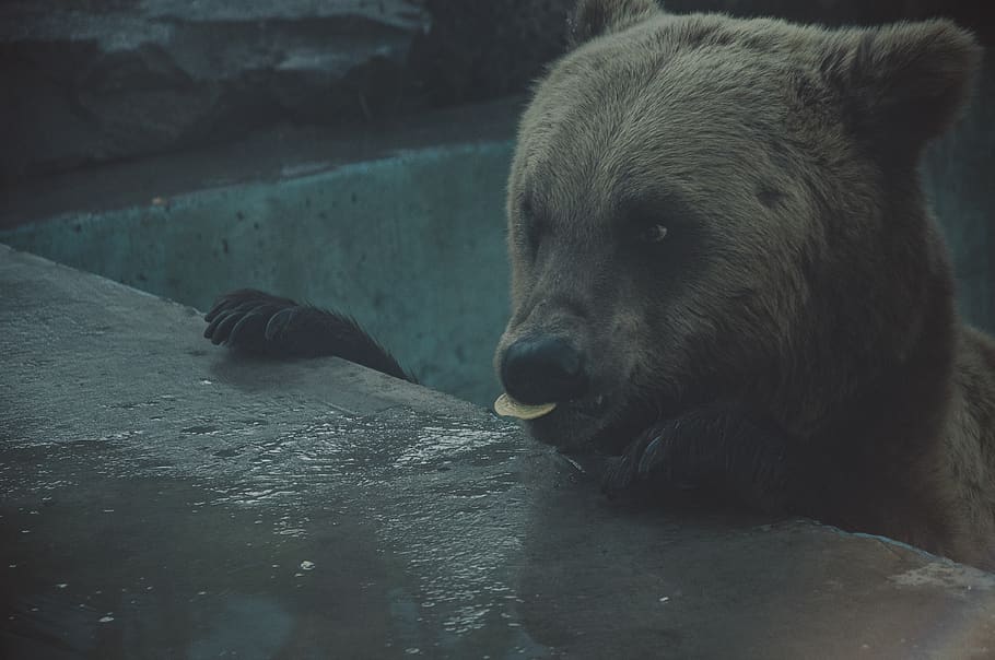brown bear at pit, animal, ukraine, vinnytsia, dark, water, wet HD wallpaper