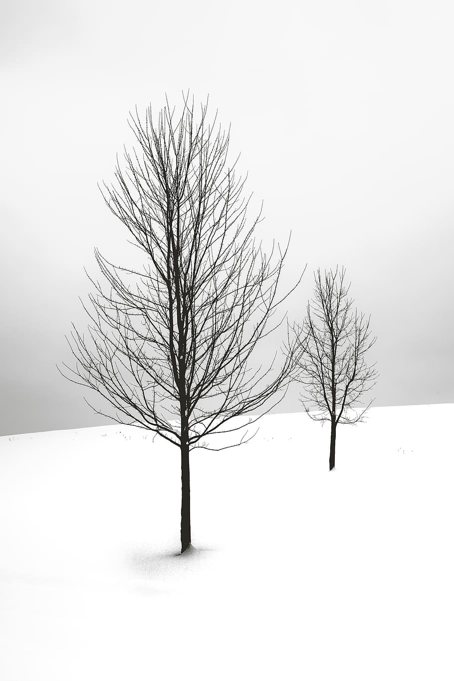 Two Bare Trees, black and white, cold, daylight, daytime, environment