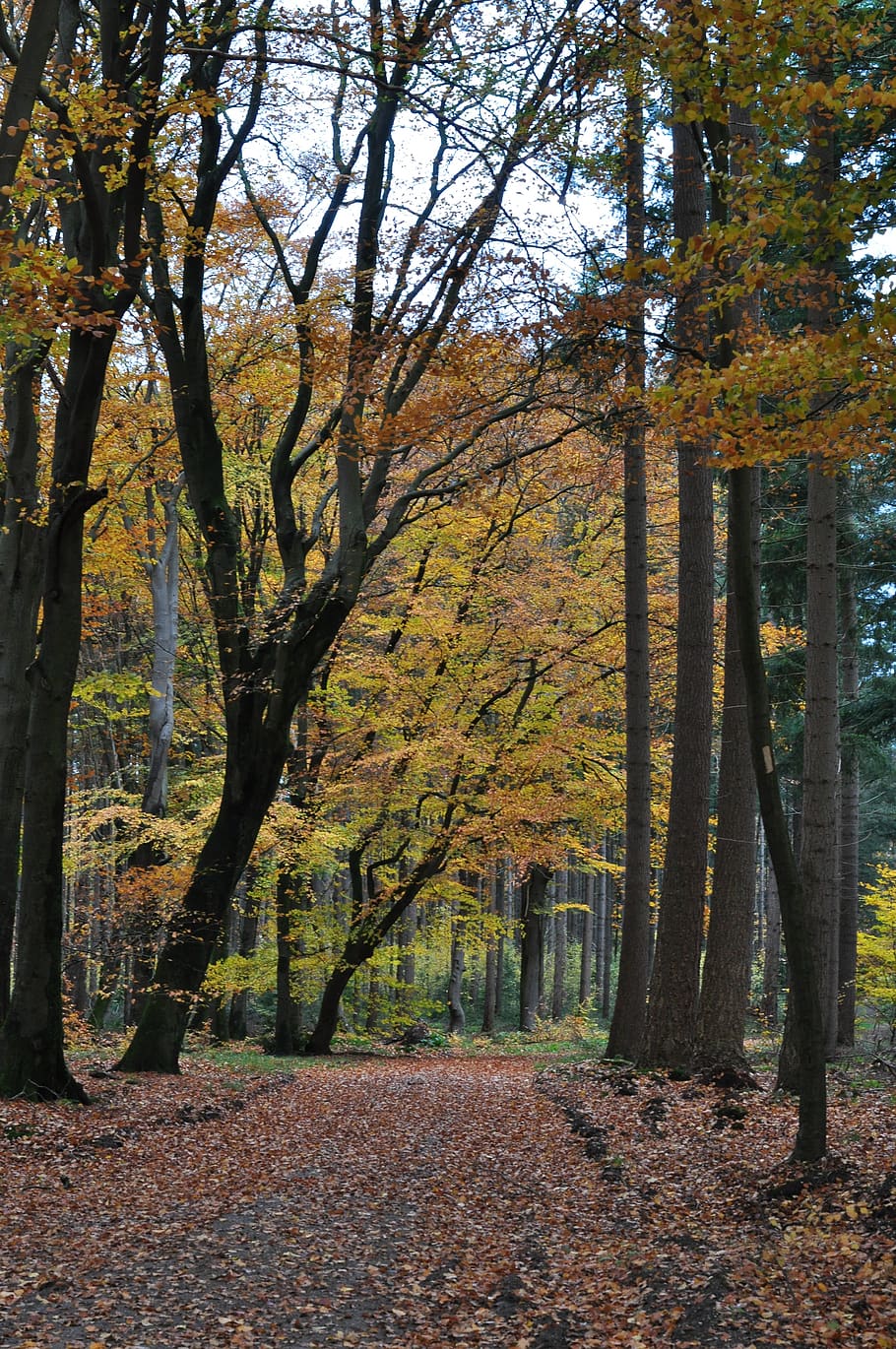 dutch, trees, autumn, fall, leaves, landscape, netherlands HD wallpaper