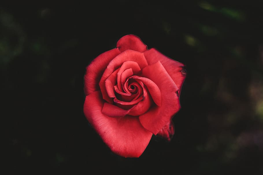 flower, red, petal, bloom, garden, plant, nature, autumn, fall HD wallpaper