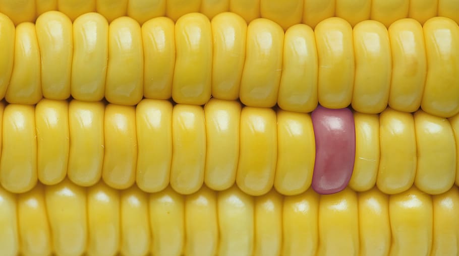 background, closeup, corn, corn background, texture, energy HD wallpaper