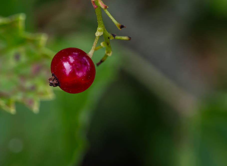 currant, summer, fruit, red, healthy, garden, delicious, ripe HD wallpaper