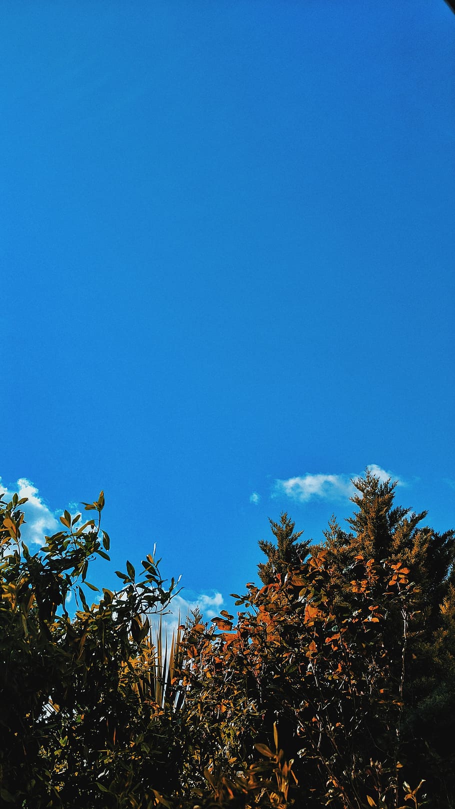 sky, blue, plant, tree, growth, copy space, nature, no people HD wallpaper