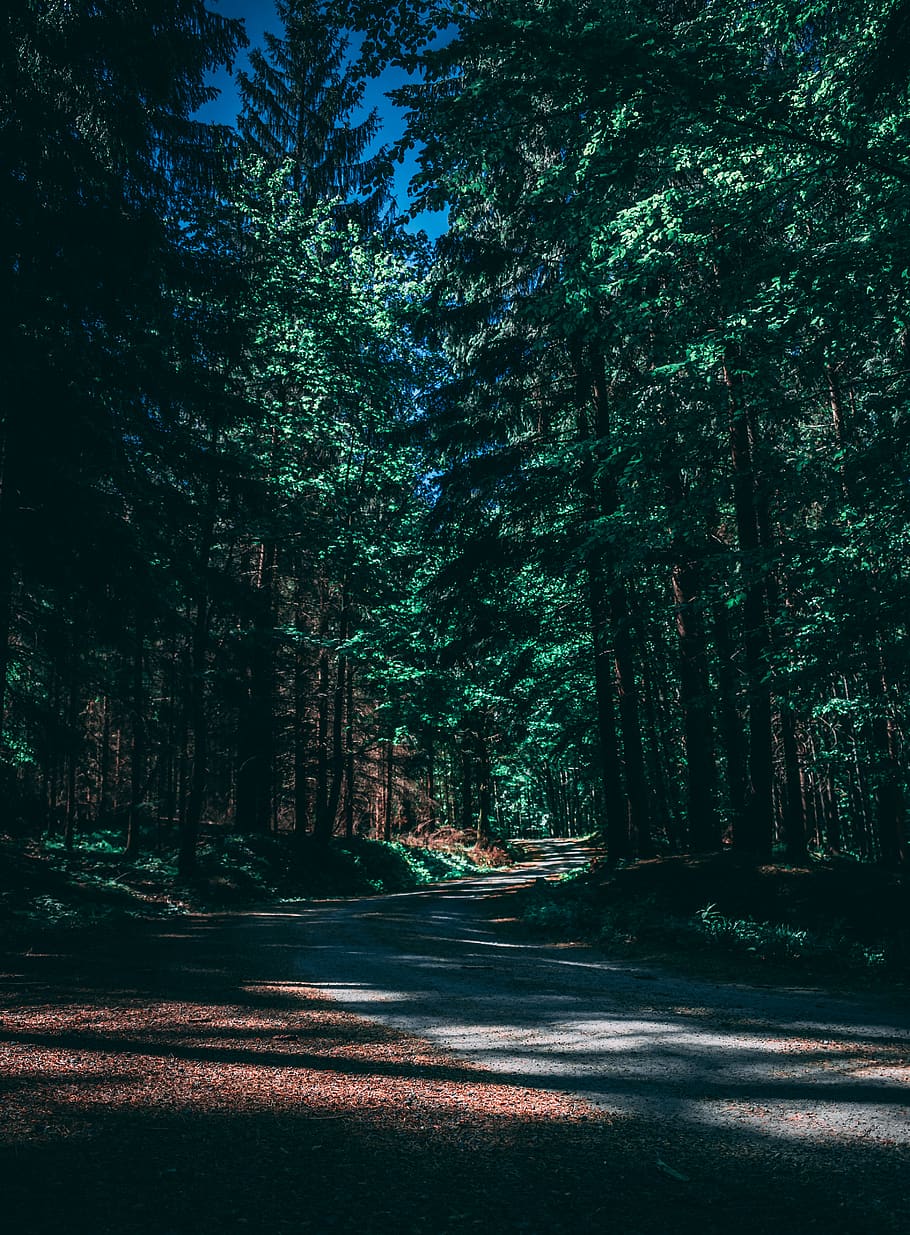 empty pathway between trees in forest, nature, road, třinec HD wallpaper