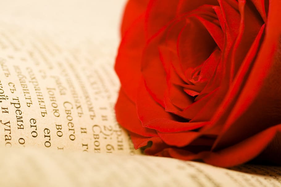 con2011, flower, fresh, gift, book, red, romance, romantic