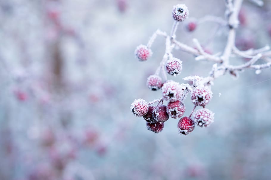 Frozen berries, berry, cold, nature, outdoor, red, red berries, HD wallpaper