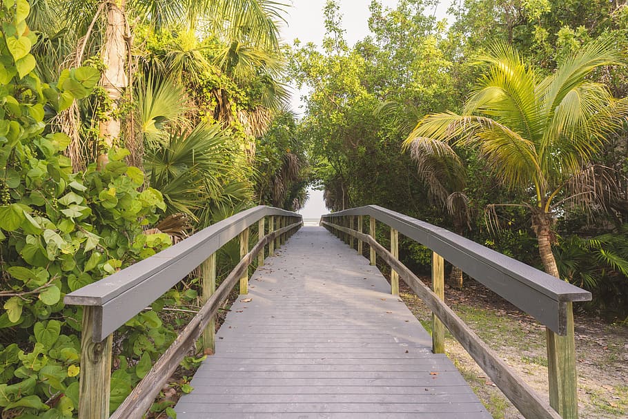beach, trees, palmtrees, nature, paradise, boardwalk, pier HD wallpaper