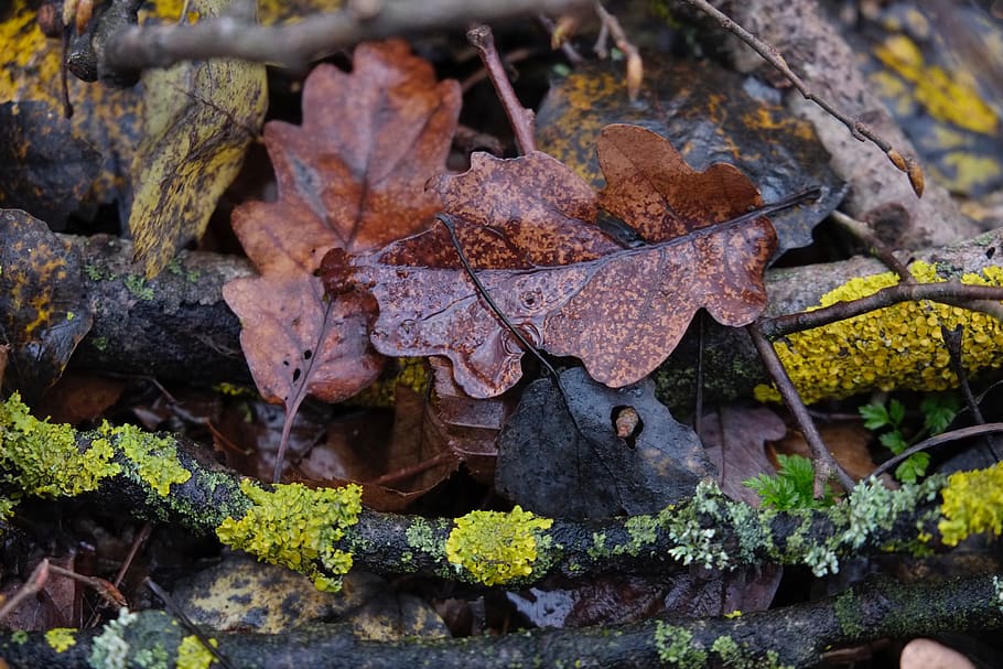 autumn, fall, leaves, forest, background, plant part, leaf HD wallpaper