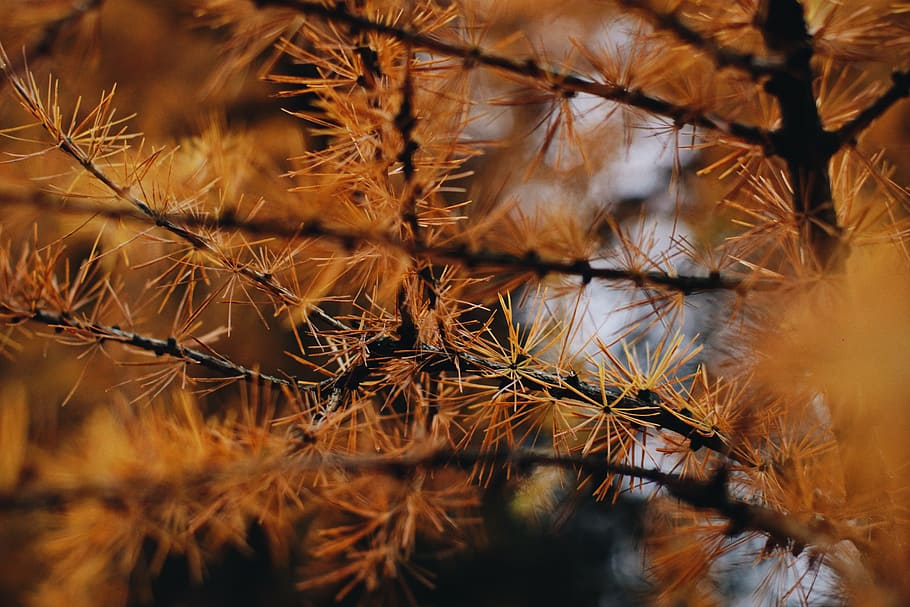 brown-leafed tree, branch, orange, yellow, november, pine, fir HD wallpaper