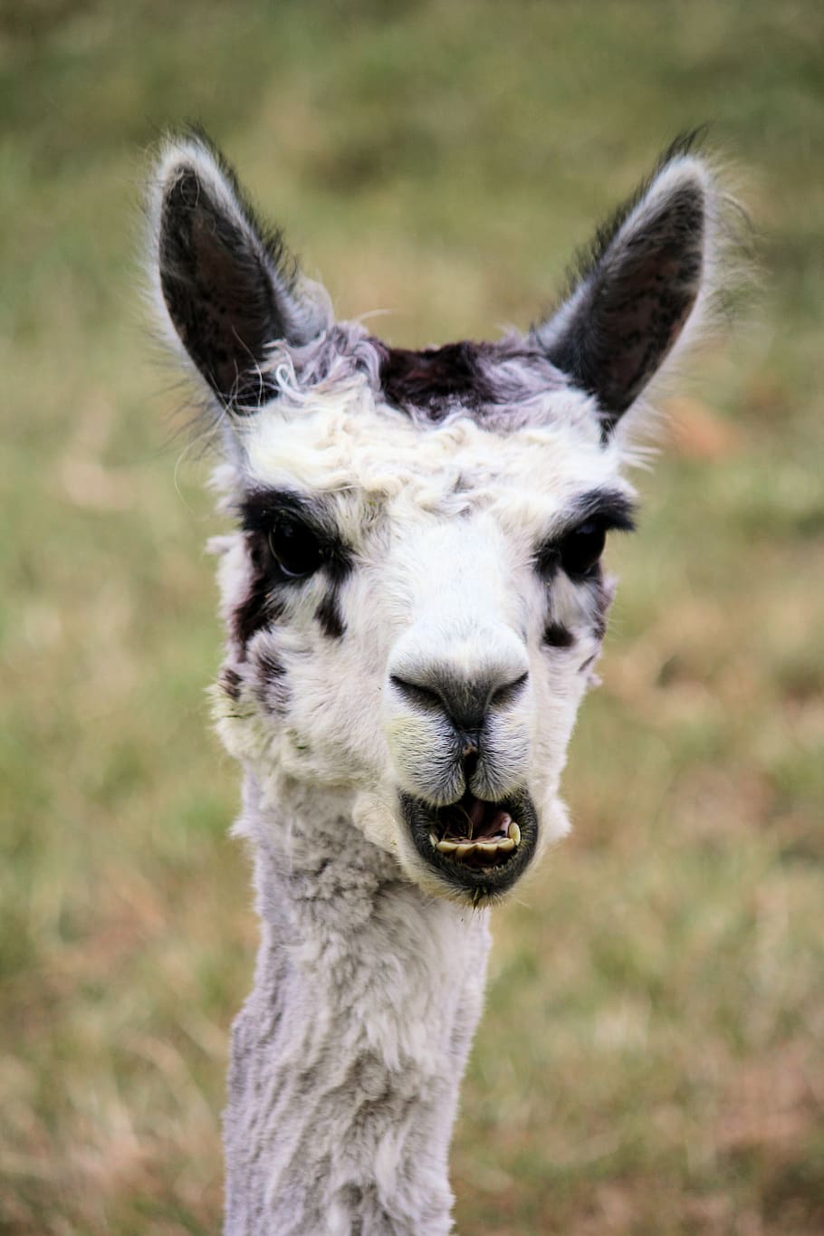 llama standing on grass field, mammal, animal themes, one animal HD wallpaper