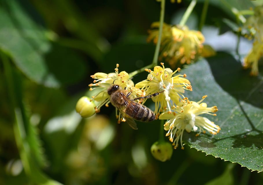 bee, carnica, linde, honey costume, linden flower, bee plant