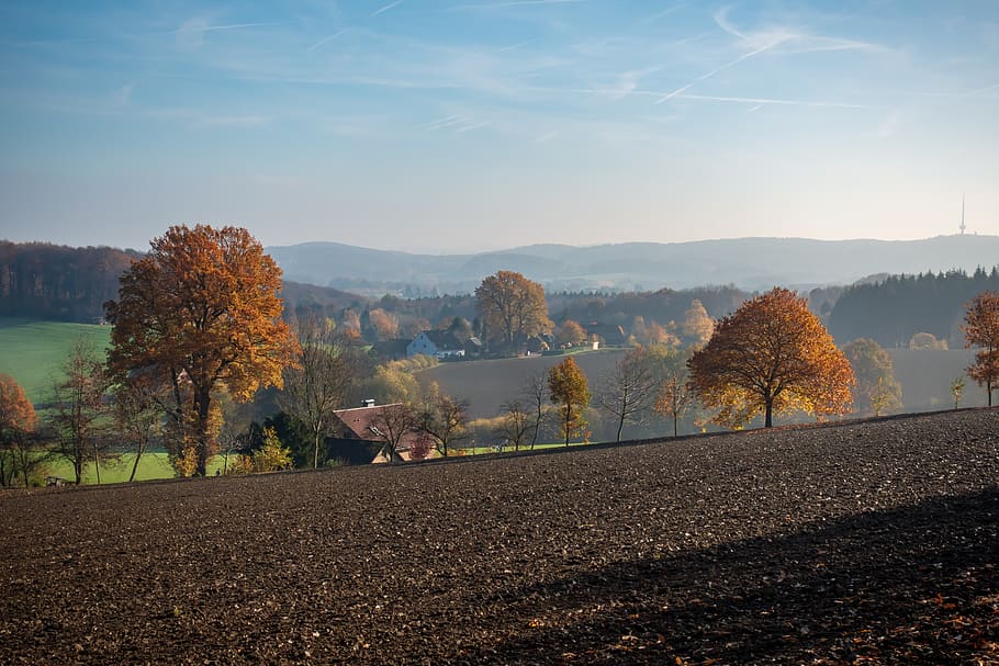 autumn, landscape, trees, fields, forest, fog, mood, romantic HD wallpaper