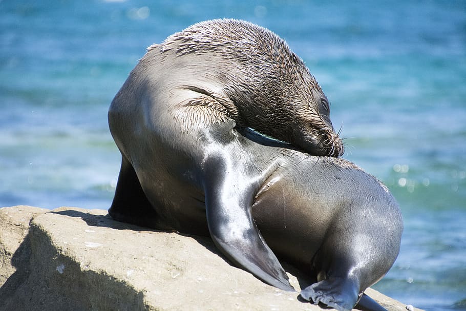 selective focus photography of sea lion, mammal, sea life, animal, HD wallpaper