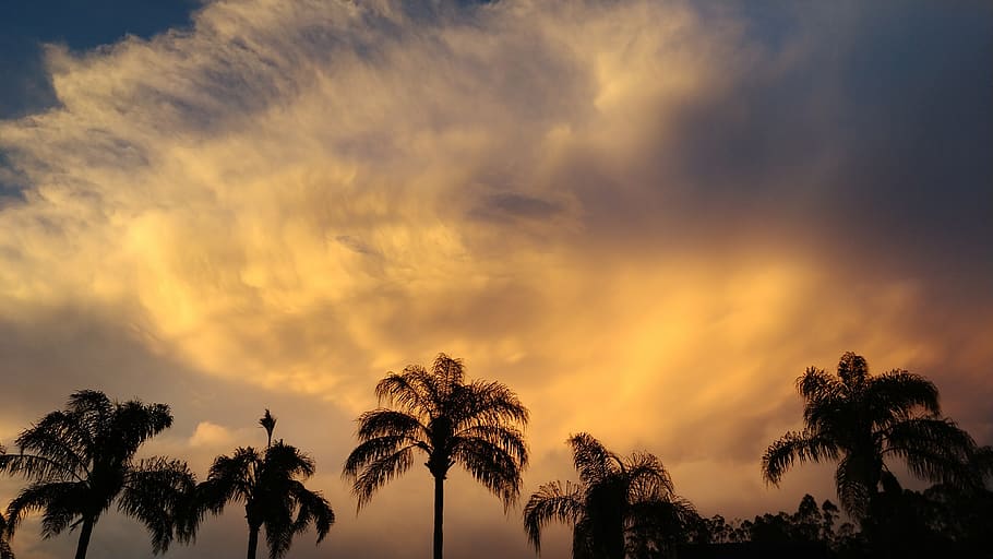 sunset, trees, clouds, sky, cloud - sky, palm tree, tropical climate HD wallpaper