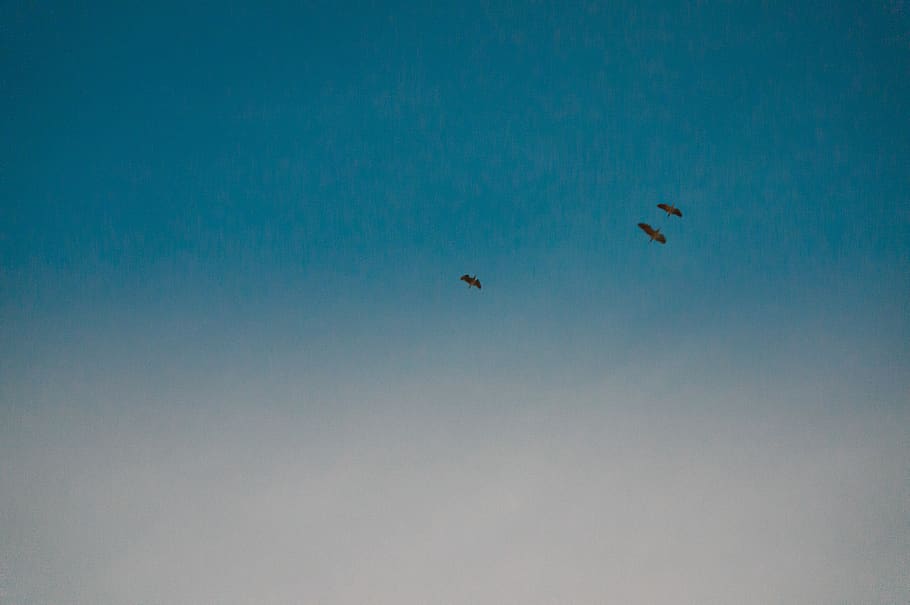 flying, bird, sky, animal themes, vertebrate, blue, animal wildlife HD wallpaper