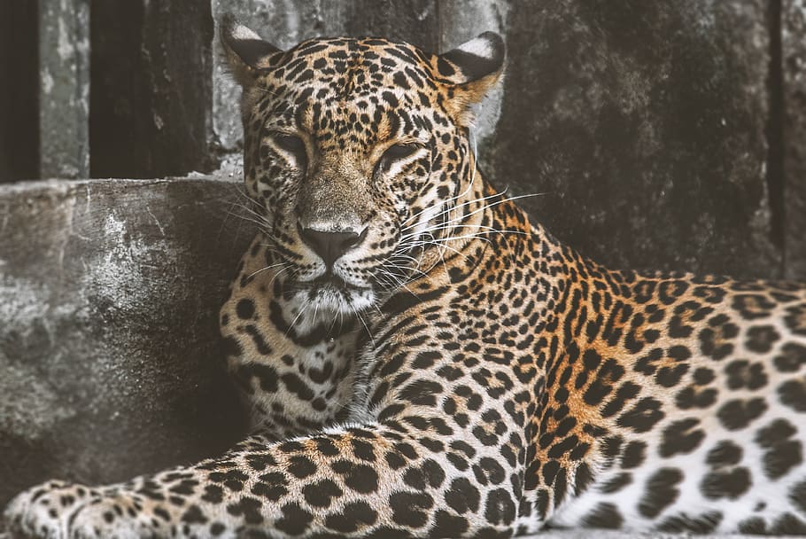 Leopard Lying On Ground, animal, animal photography, cheetah