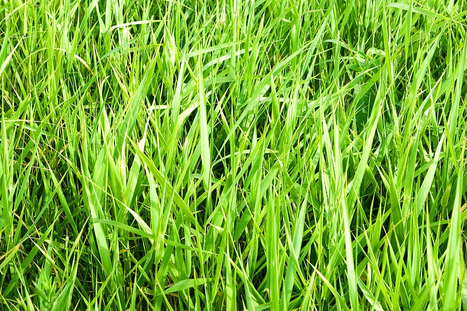 con2011, background, field, fresh, garden, grass, green, growth HD wallpaper