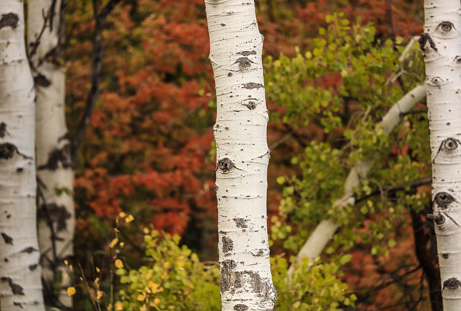 aspen, tree, fall, fall colors, autumn, plant, focus on foreground, HD wallpaper