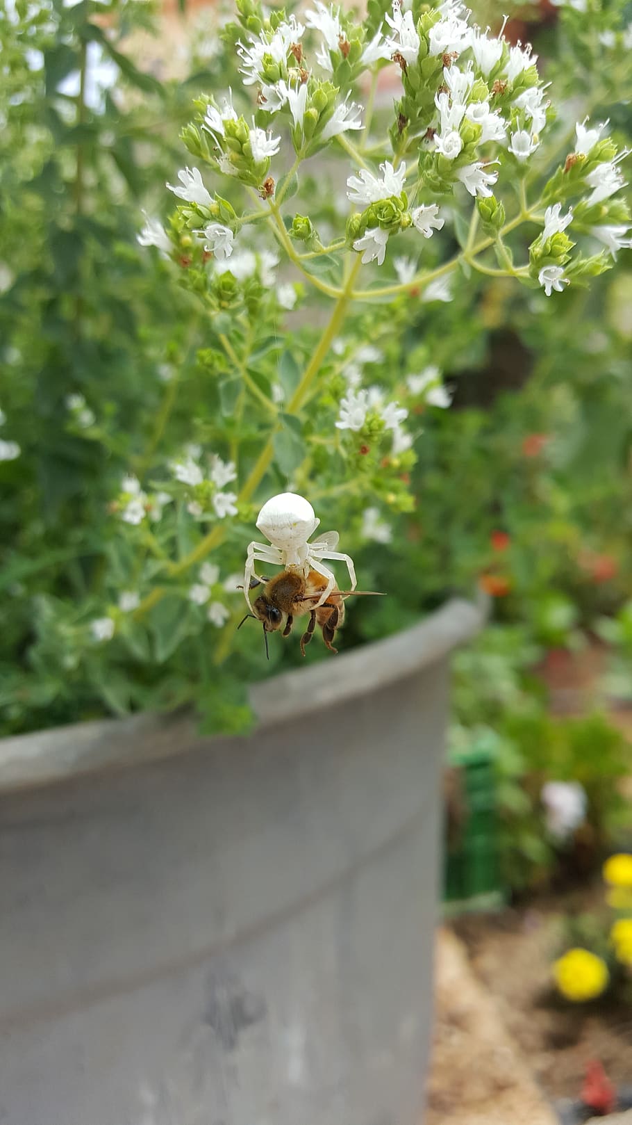 spider, bee, nature, strong, weak, food, green, white, brown HD wallpaper