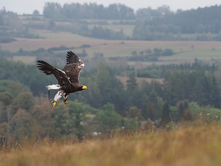 bird, animal, eagle, eagle eastern, flight, wings, beak, feather HD wallpaper