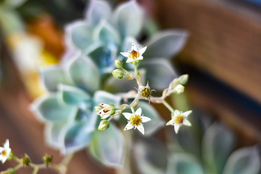 plant, nature, blossom, spring, garden, flora, petals, flowers HD wallpaper