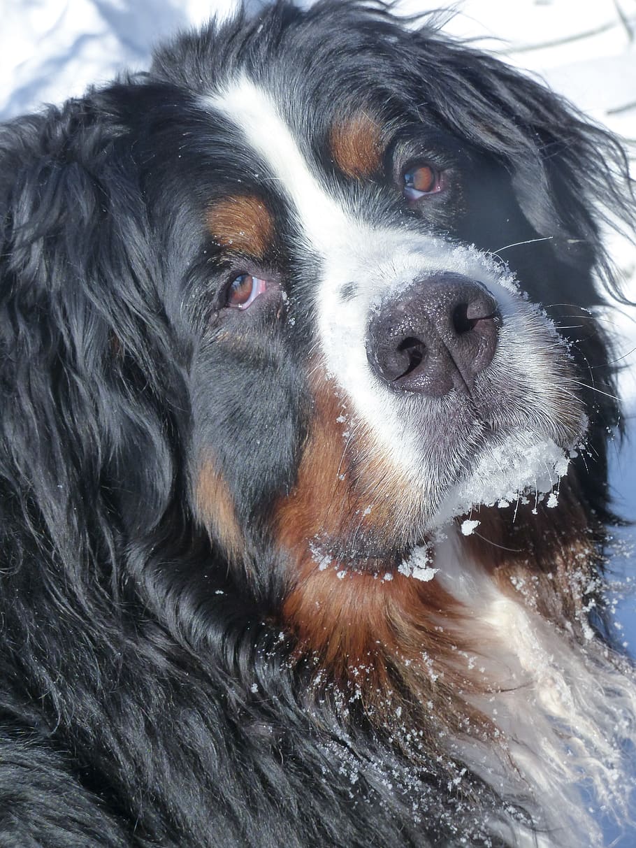 bernese mountain dog, pet, animal, mammal, canine, portrait, HD wallpaper