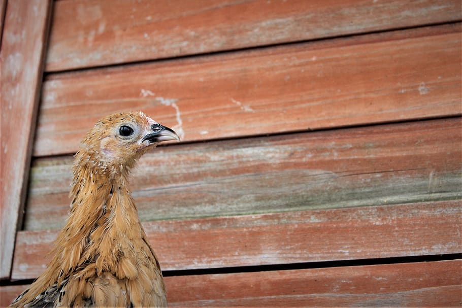 brown chicken, one animal, animal themes, wood - material, animal wildlife HD wallpaper