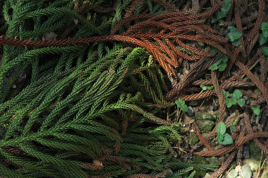 ken's araucaria, fir, tree, plant, plant part, leaf, growth, HD wallpaper
