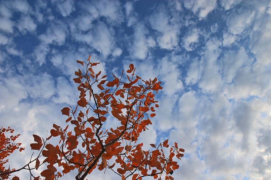 tree, fall, autumn, cloud, clouds, cloudy, cloudscape, sky HD wallpaper