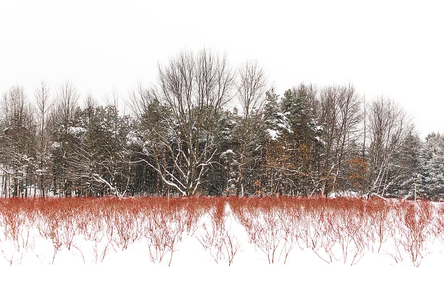 Online crop | HD wallpaper: snow, trees, blueberries, blueberry bushes