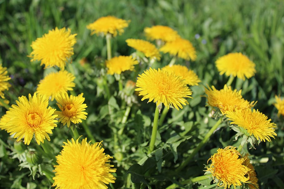flowers, dandelion, nature, spring, flowering plant, freshness HD wallpaper