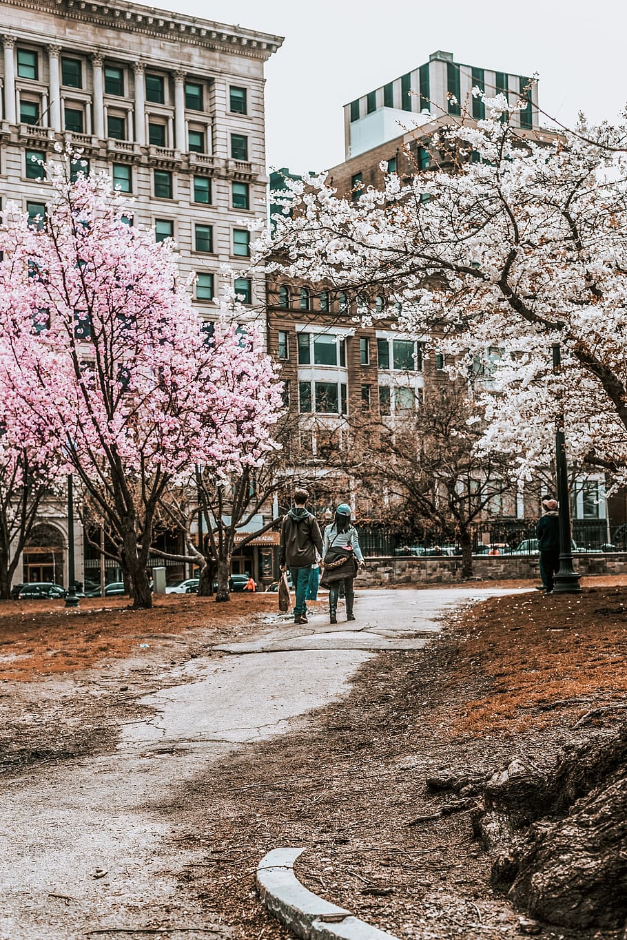 two persons walking between trees, plant, human, blossom, flower HD wallpaper