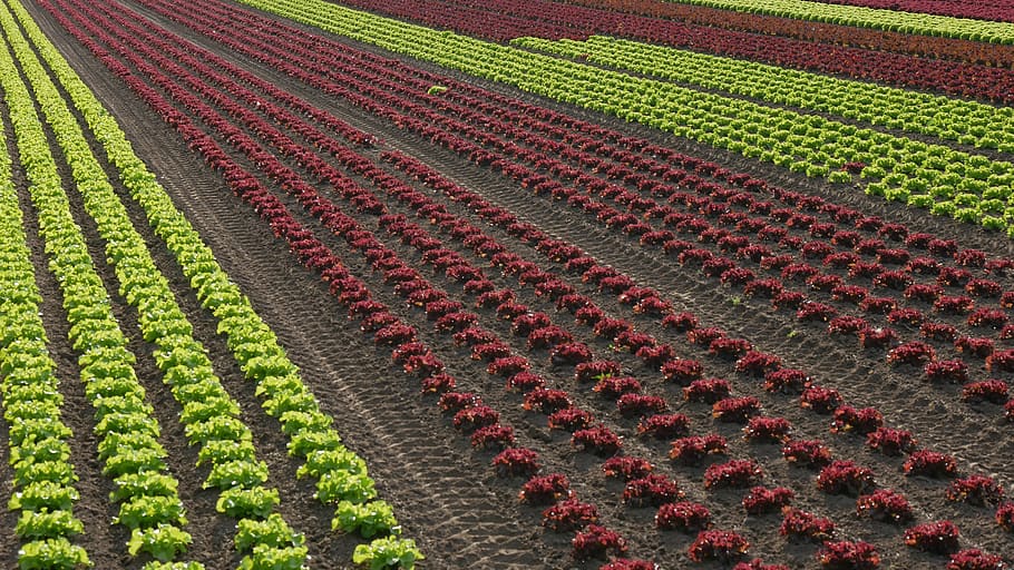 salad, horticulture, glyphosate, graphically, lettuce, agriculture, HD wallpaper