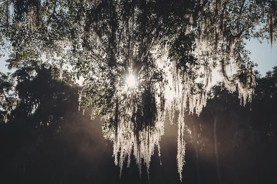 Sun behind tree branches in Crescent City, plant, beauty in nature HD wallpaper
