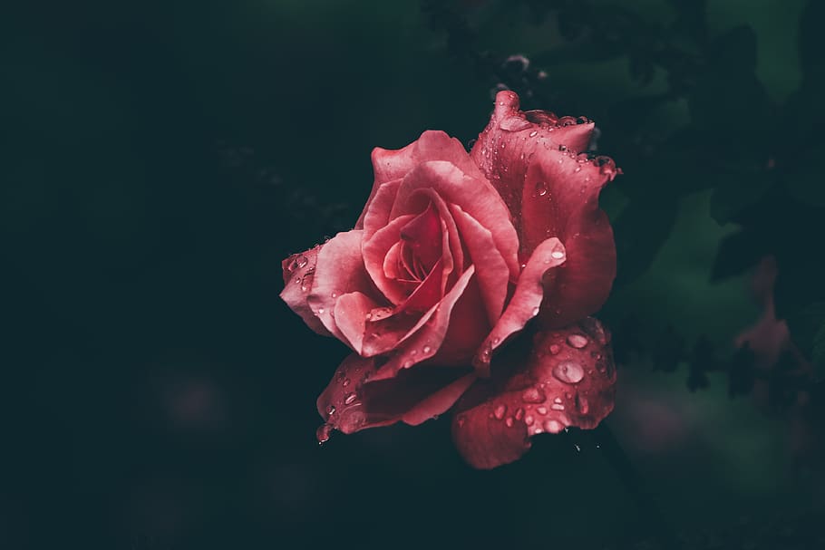 Macro Photography of Red Rose, bloom, blooming, blossom, blur HD wallpaper
