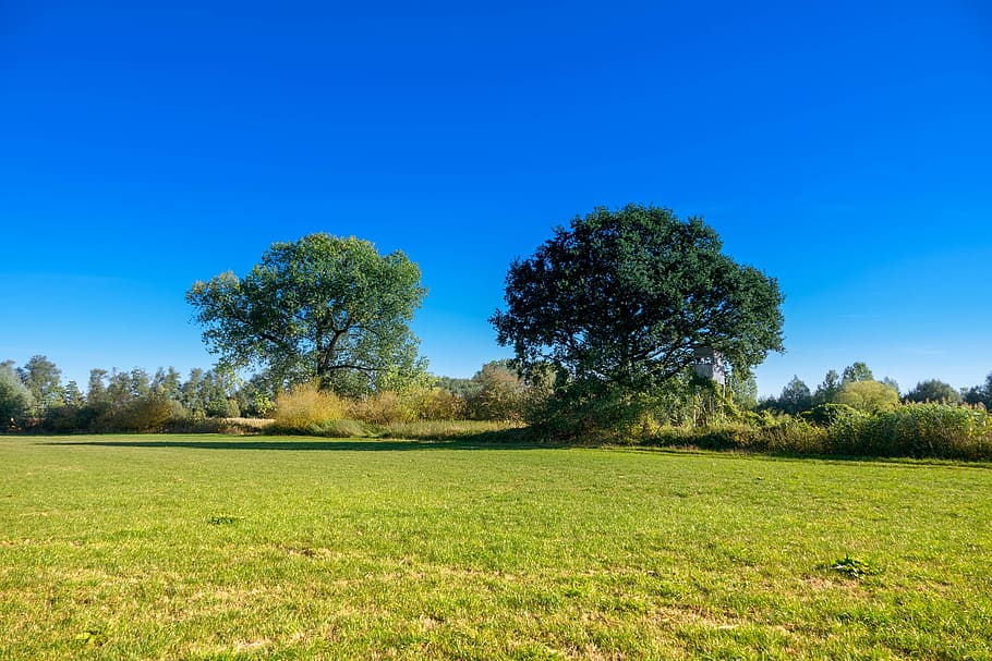 meadow, perch, trees, landscape, nature, hunting, pasture, hunter was HD wallpaper