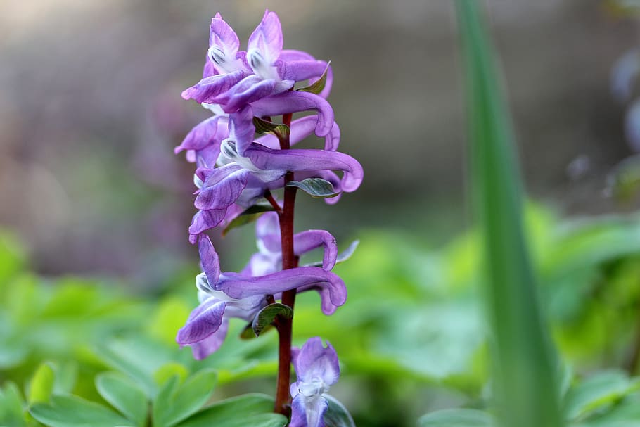 flower, nature, spring, flora, macro, plant, flowering plant HD wallpaper