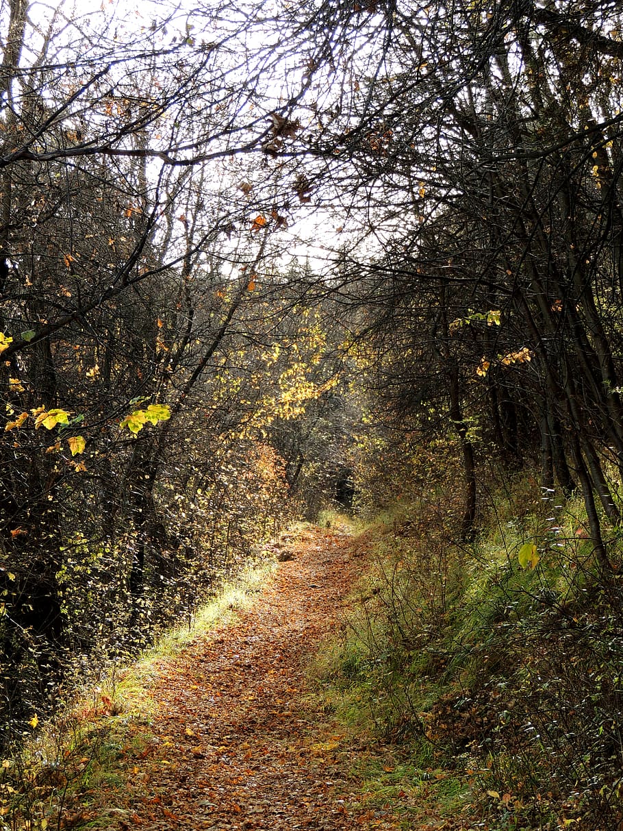 france, modane, fall, trees, nature, automn, forest, plant HD wallpaper