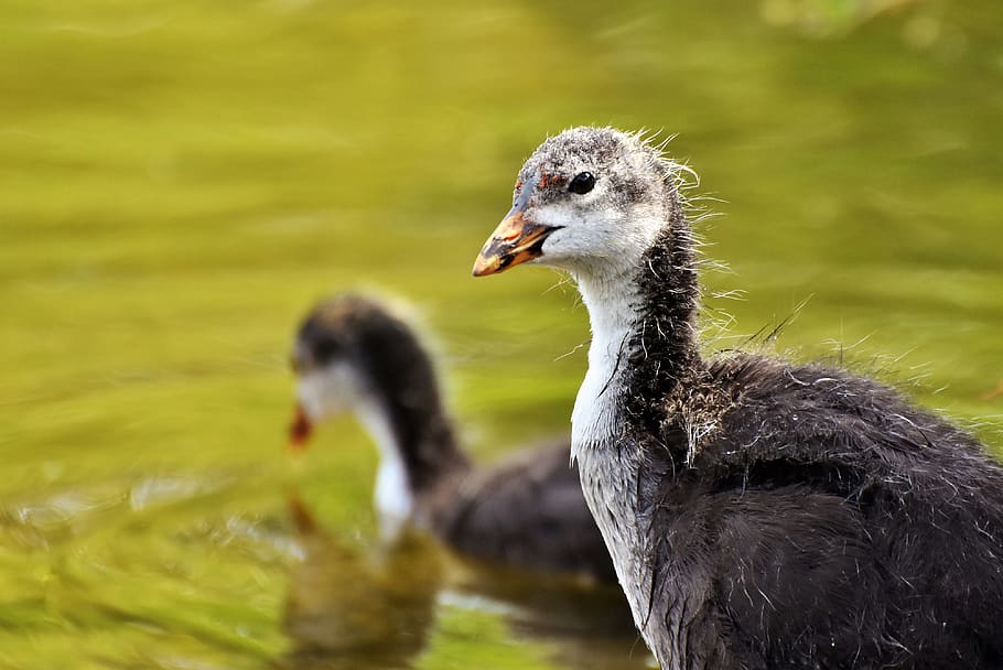 coot, duck, chicks, water bird, young animal, bill, feather HD wallpaper