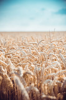 white grain field in shallow focus photography, wheat, bokeh HD wallpaper