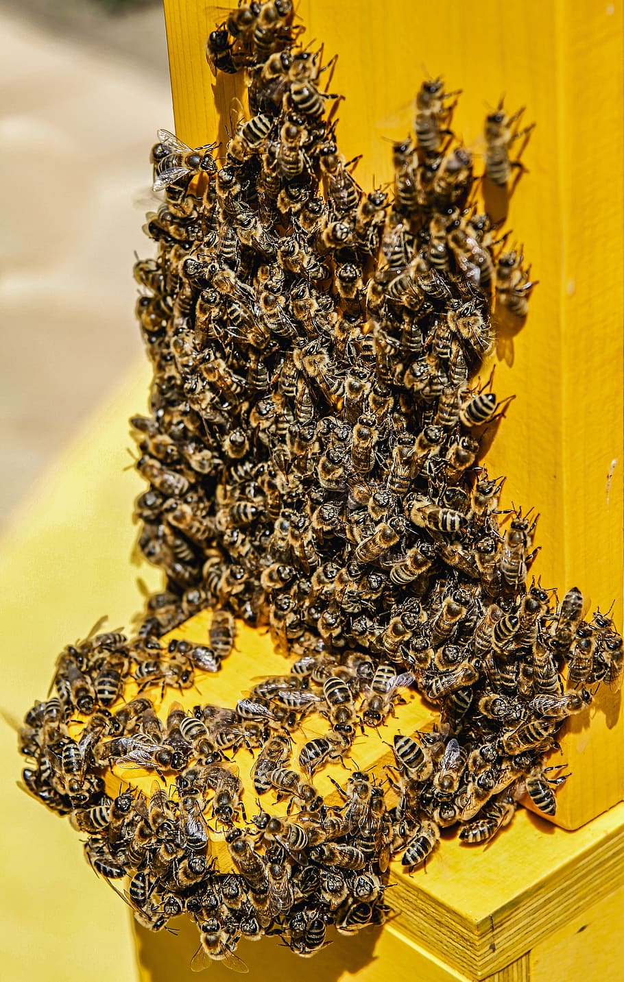bees, nature, animals, insect, honey bee, spring, close up HD wallpaper
