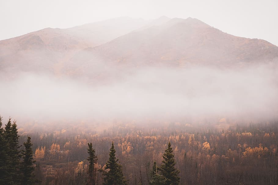 green pine trees near mountain, nature, outdoors, weather, plant HD wallpaper
