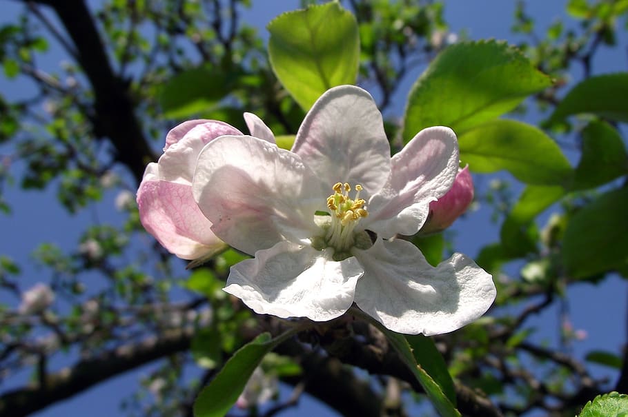 flower, tree, nature, branch, sad, spring, plant, flowering plant HD wallpaper