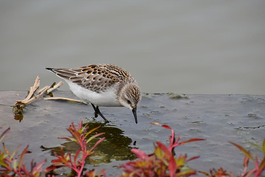 animal, river, waterside, bird, wild birds, 旅鳥, the department of HD wallpaper