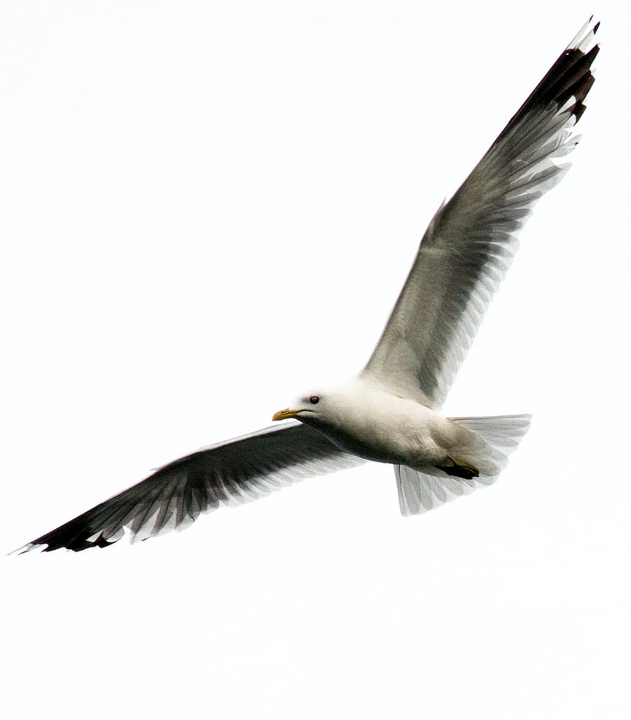 sweden, nora, wings, wallpaper, seagull, android wallpaper HD wallpaper
