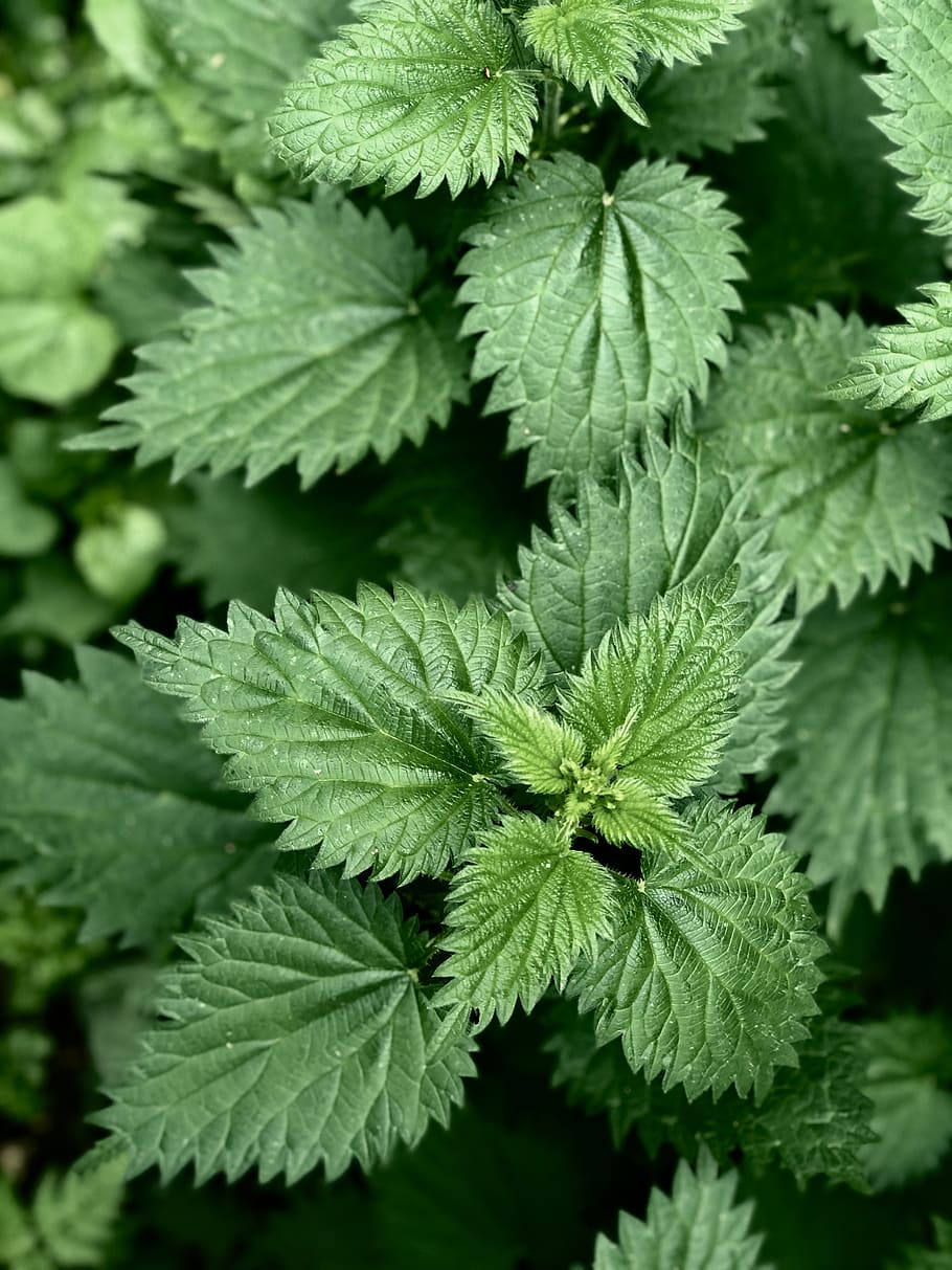 nettle, green, plant, nature, natural, sting, stinging, green color, HD wallpaper