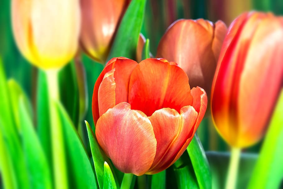 tulip, lilies, spring, nature, flower, schnittblume, blossom HD wallpaper