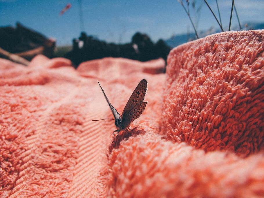 animal themes, animal wildlife, invertebrate, one animal, insect HD wallpaper